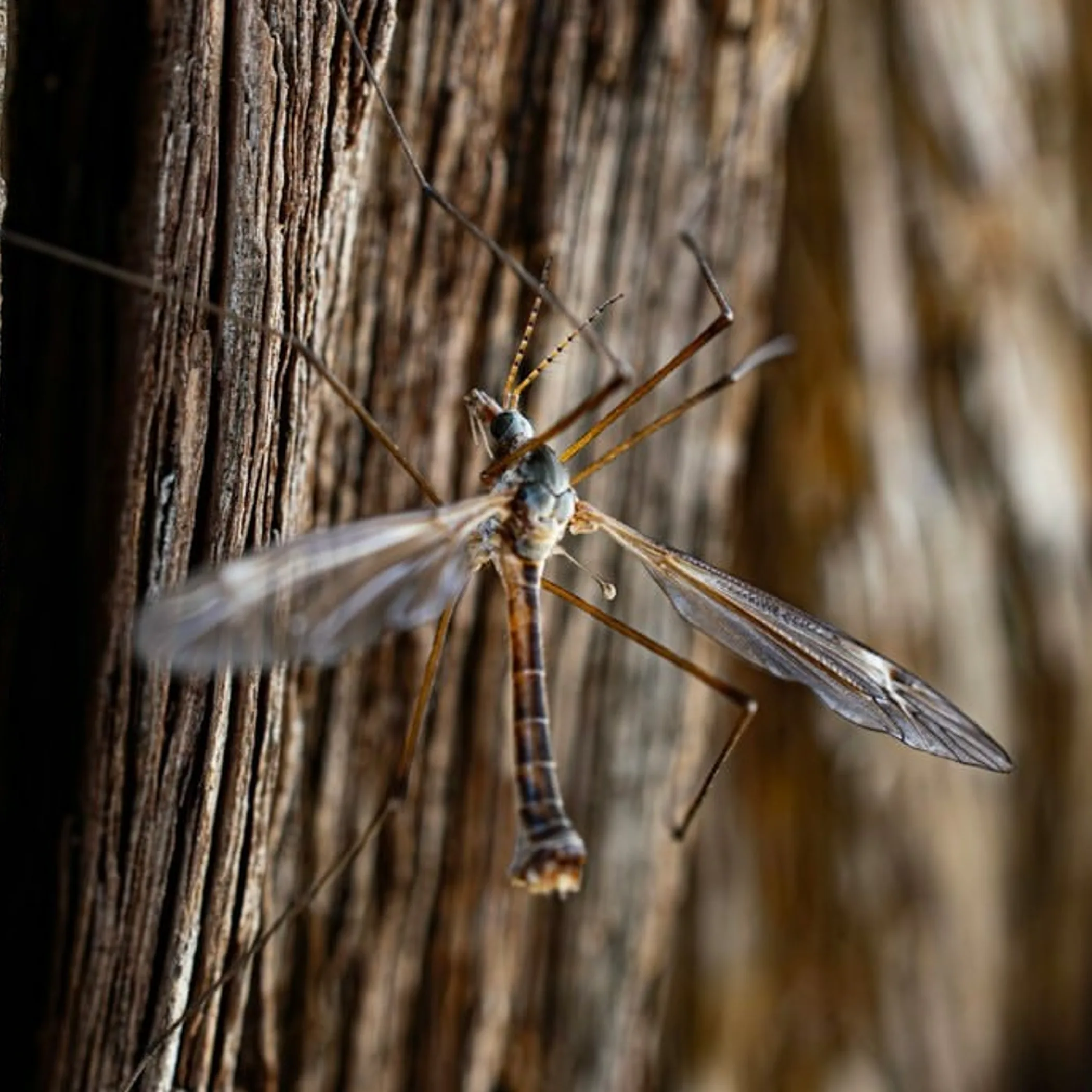 mosquito associated with west nile virus